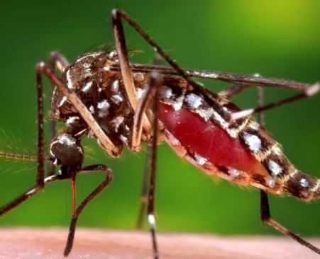 img-Aedes1.jpg