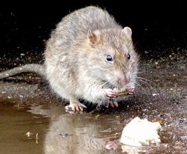 img-Rat1.jpg