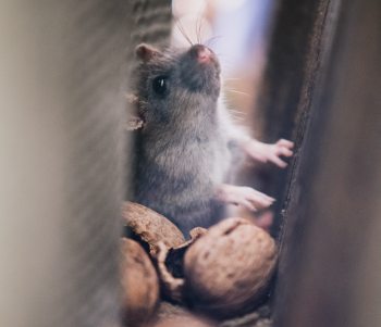 img-tikus_hewan-pengerat.jpg